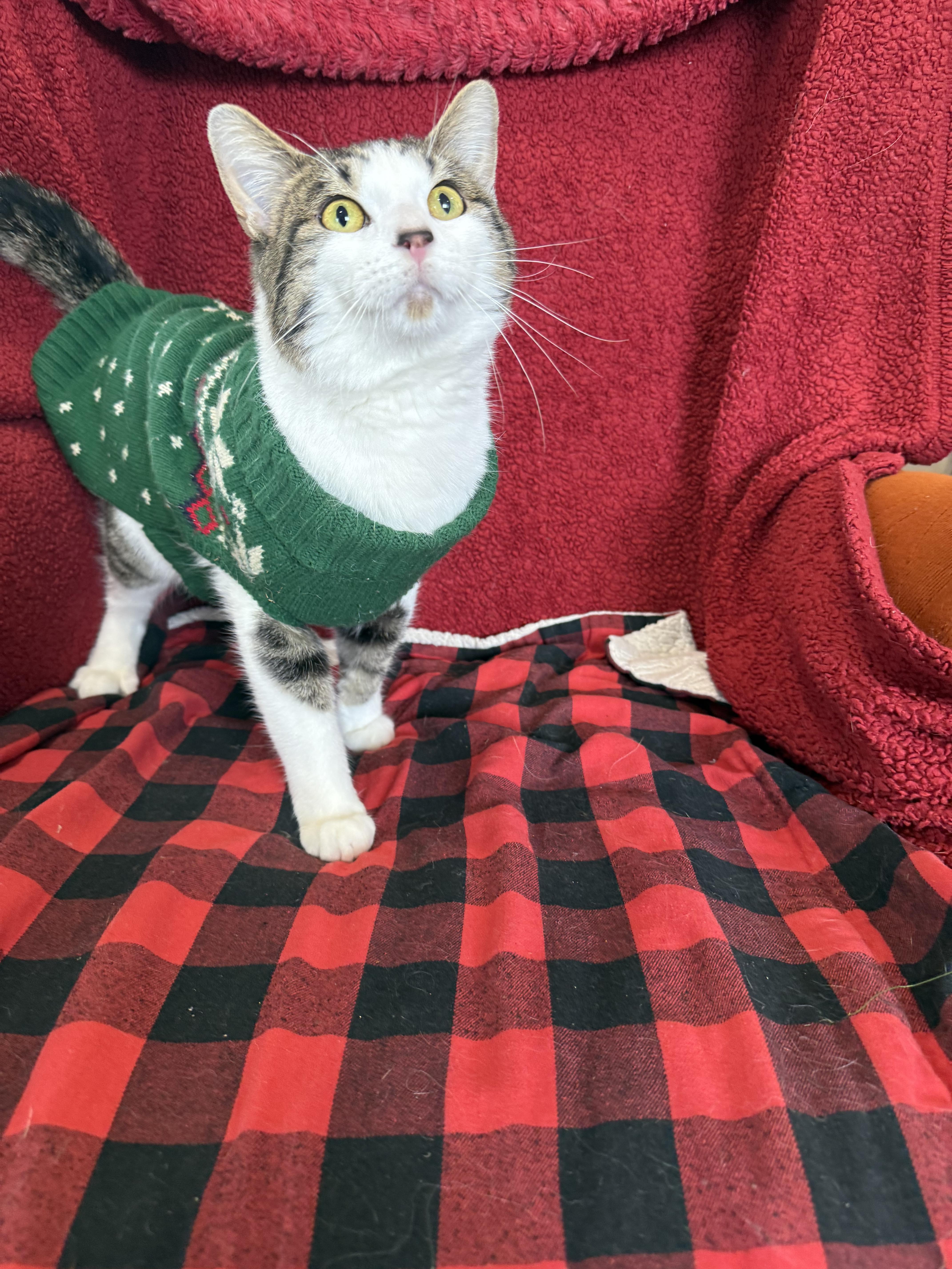 Lucky Charms, Adoptable, Adult Male Domestic Short Hair.