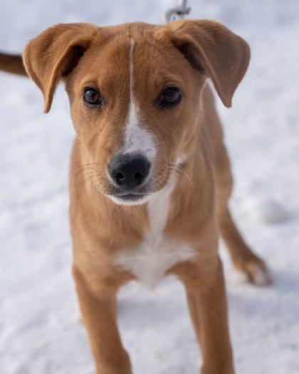 Charlie, Adoptable, Young Male Labrador Retriever & Mixed Breed.