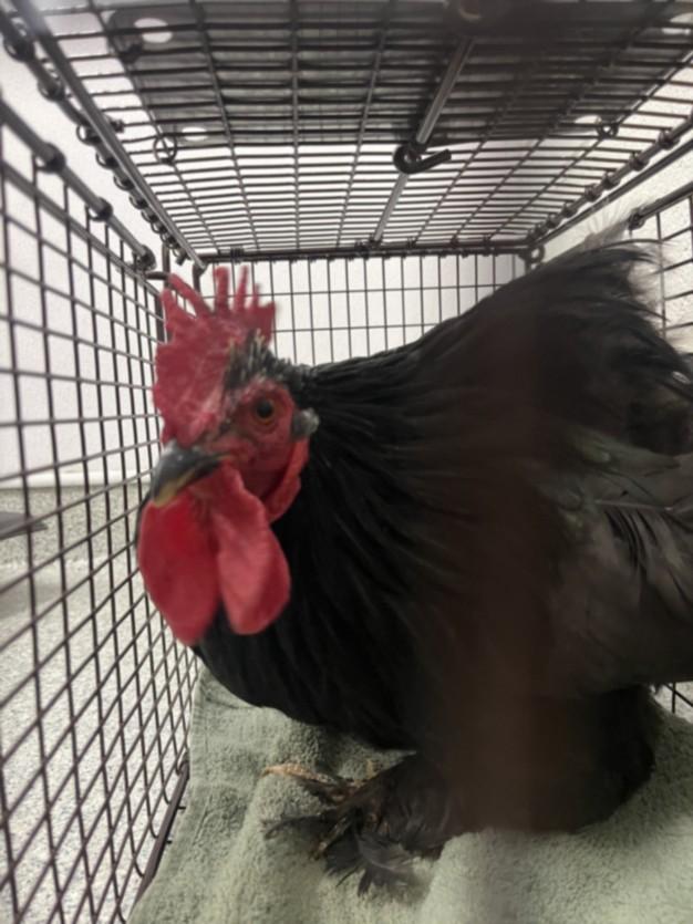 Enlarge CROW, a Adoptable Chicken in Loveland, CO image 1/1