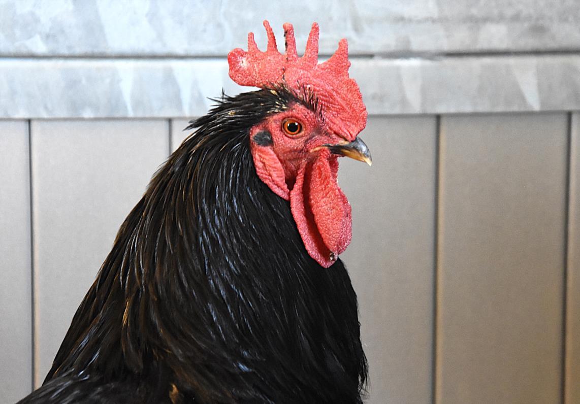 CROW, Adoptable, Young Male Chicken.