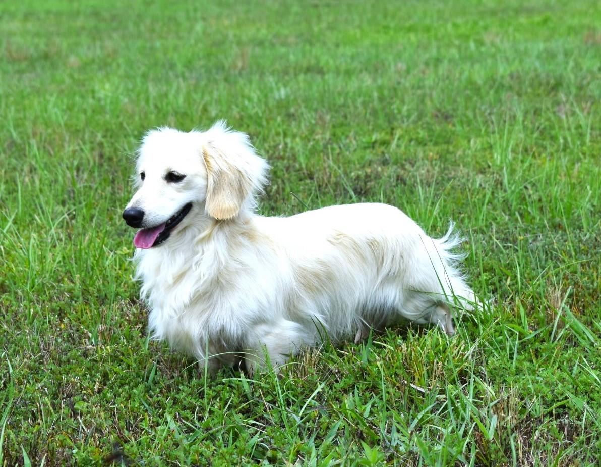 Enlarge Noah, an adopted Dachshund (Miniature Long Haired) in Southport, CT image 1/3