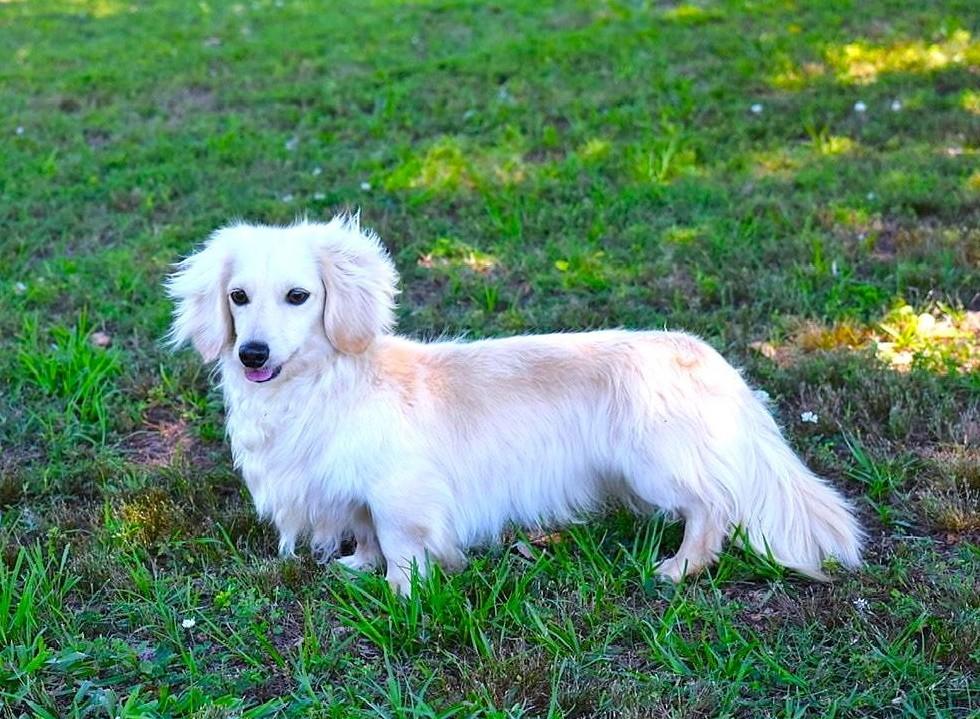 Enlarge Noah, an adopted Dachshund (Miniature Long Haired) in Southport, CT image 2/3