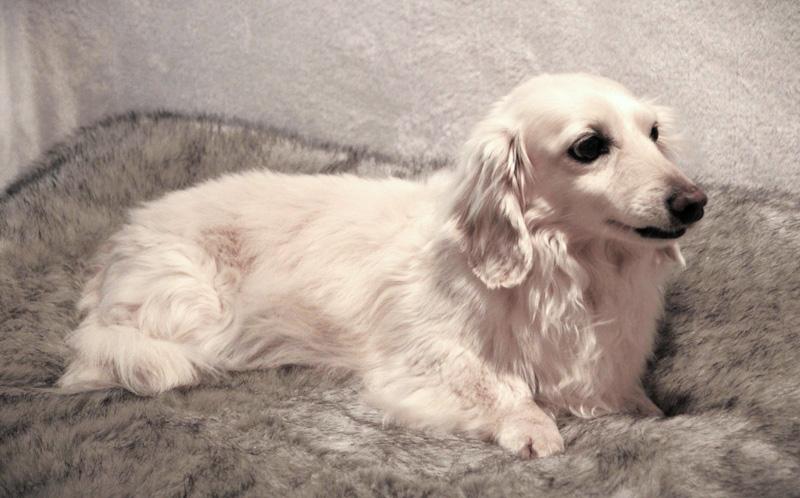 Enlarge Noah, an adopted Dachshund (Miniature Long Haired) in Southport, CT image 3/3