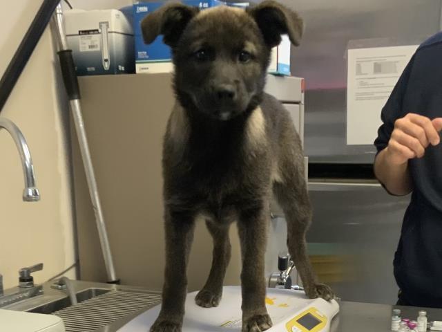 Enlarge A251665, a Adoptable mixed breed in Visalia, CA image 2/2