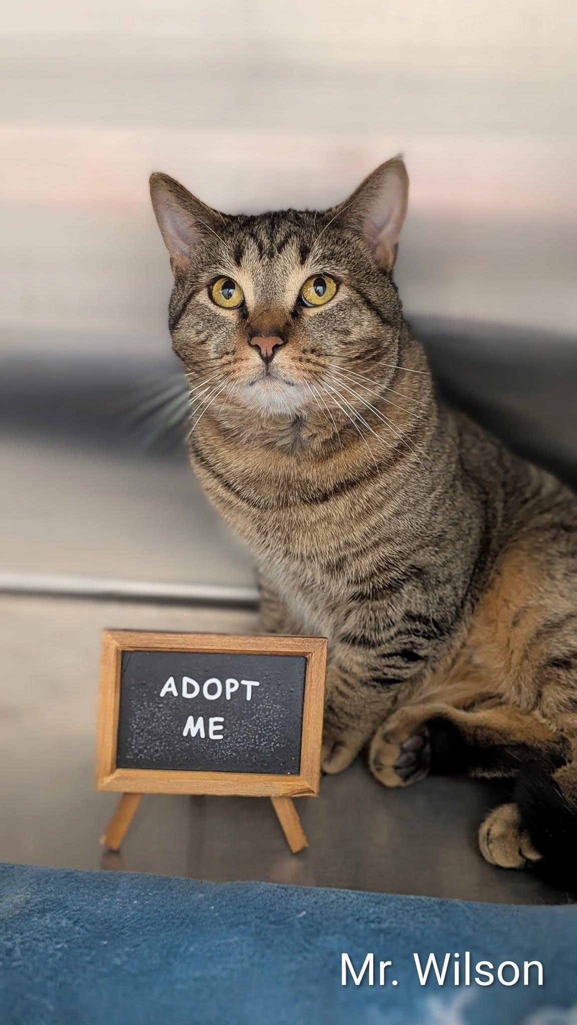 Enlarge Mr. Wilson, an adopted Domestic Short Hair in Flint, MI image 1/1