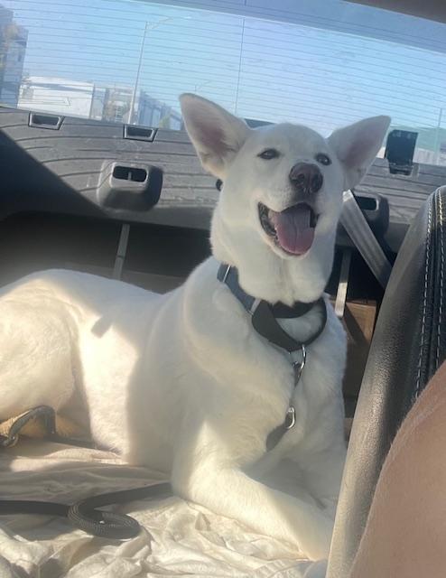 Blanche, Adoptable, Young Female German Shepherd Dog.