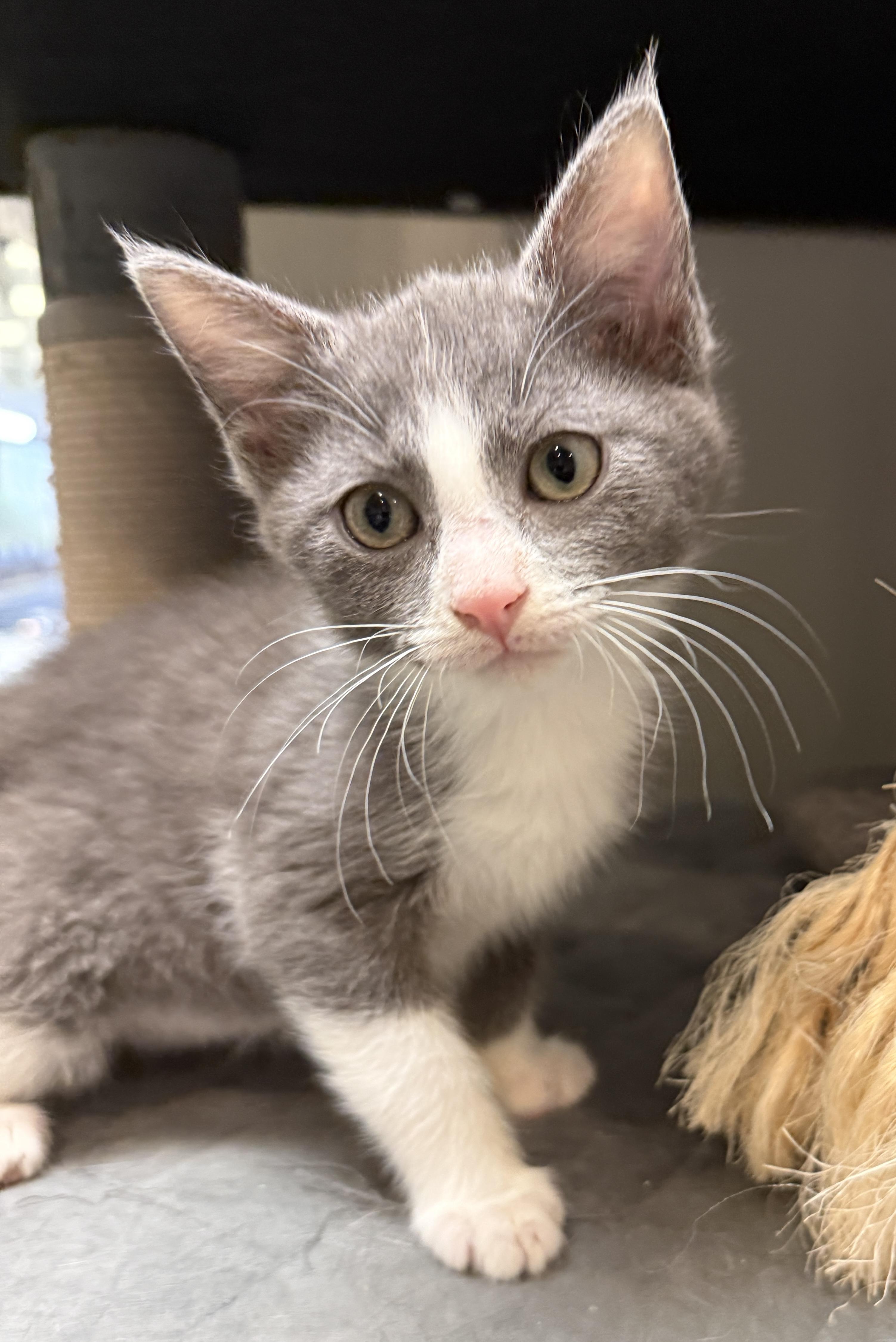 Tipper, ADOPTABLE, Kitten Female Domestic Short Hair.