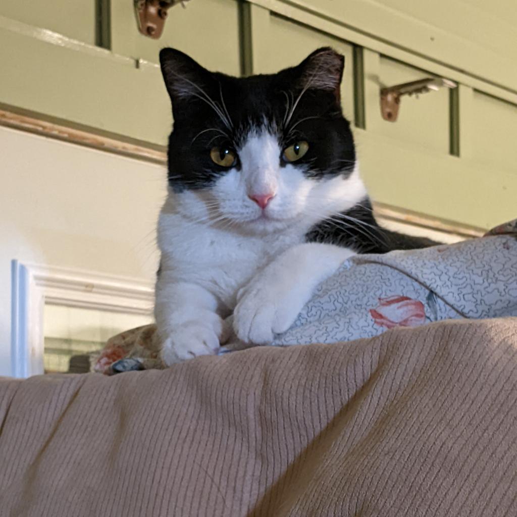 Checkers, Adoptable, Adult Male Domestic Short Hair.