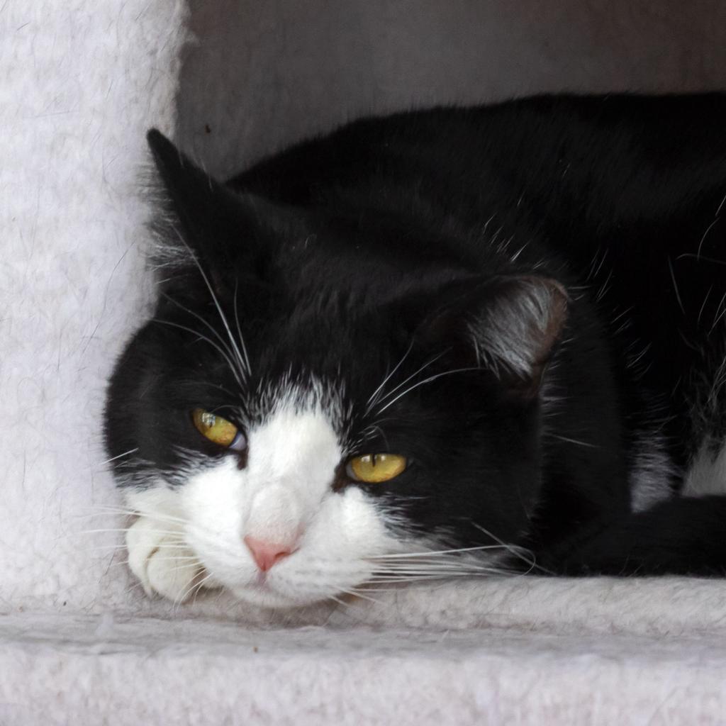 Enlarge Checkers, a Adoptable Domestic Short Hair in McKean, PA image 2/4