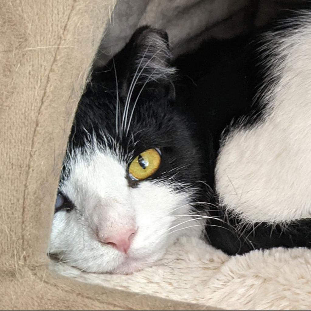 Enlarge Checkers, a Adoptable Domestic Short Hair in McKean, PA image 3/4