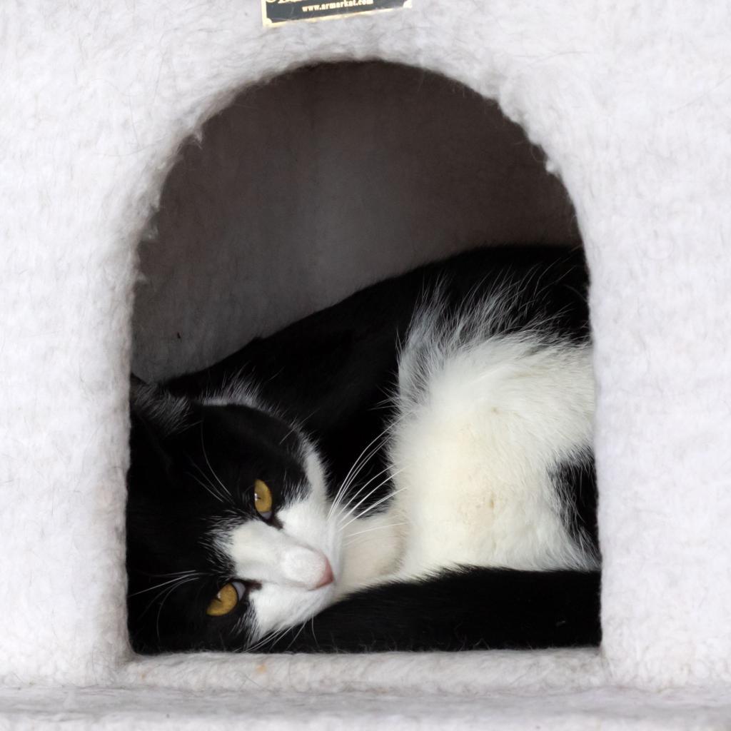 Enlarge Checkers, a Adoptable Domestic Short Hair in McKean, PA image 4/4