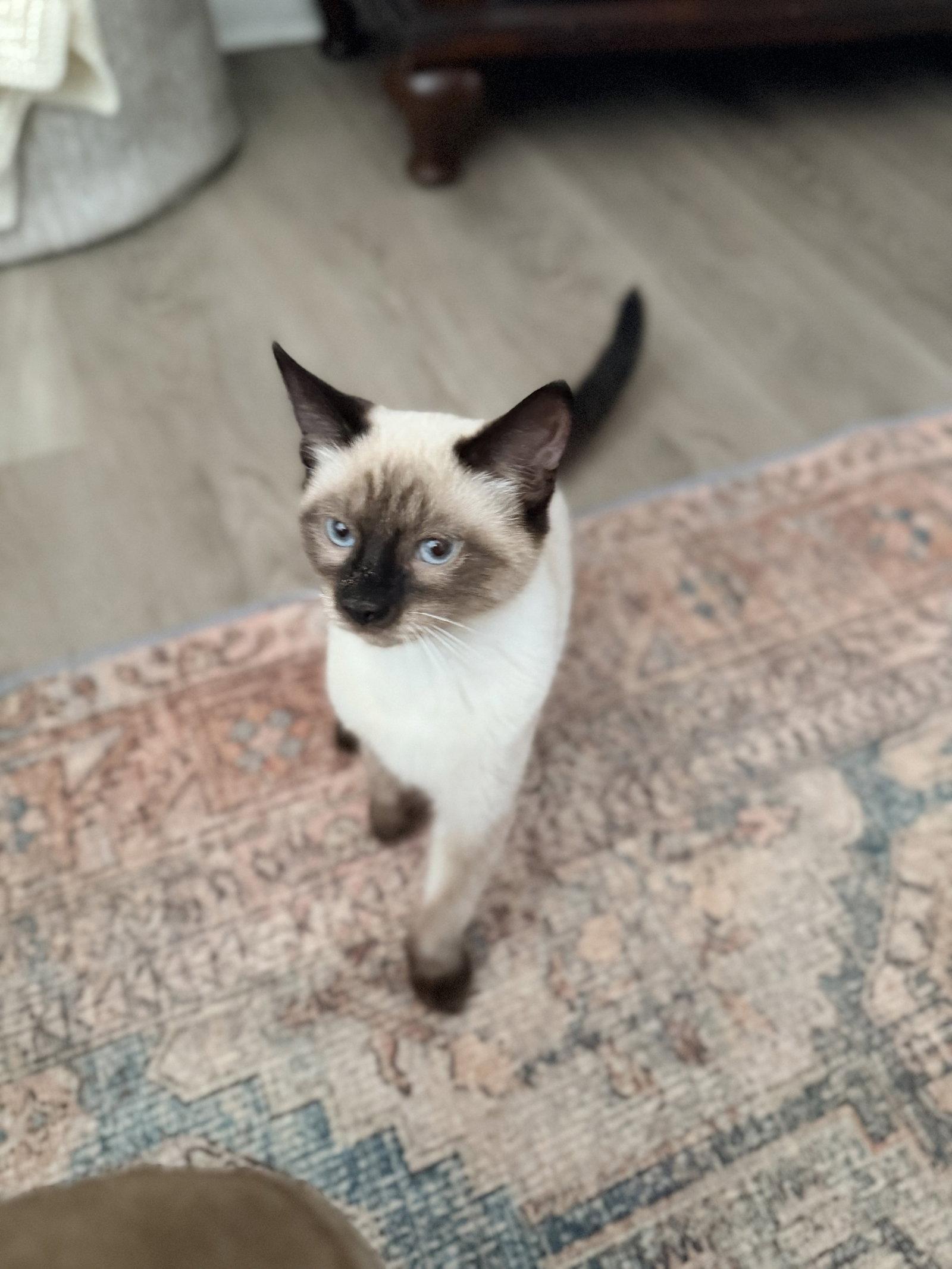 Crouton, Adoptable, Young Female Siamese & Domestic Short Hair.