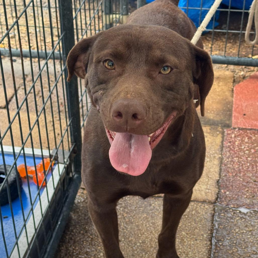 REESE, Adoptable, Adult Male Chocolate Labrador Retriever & Mixed Breed.
