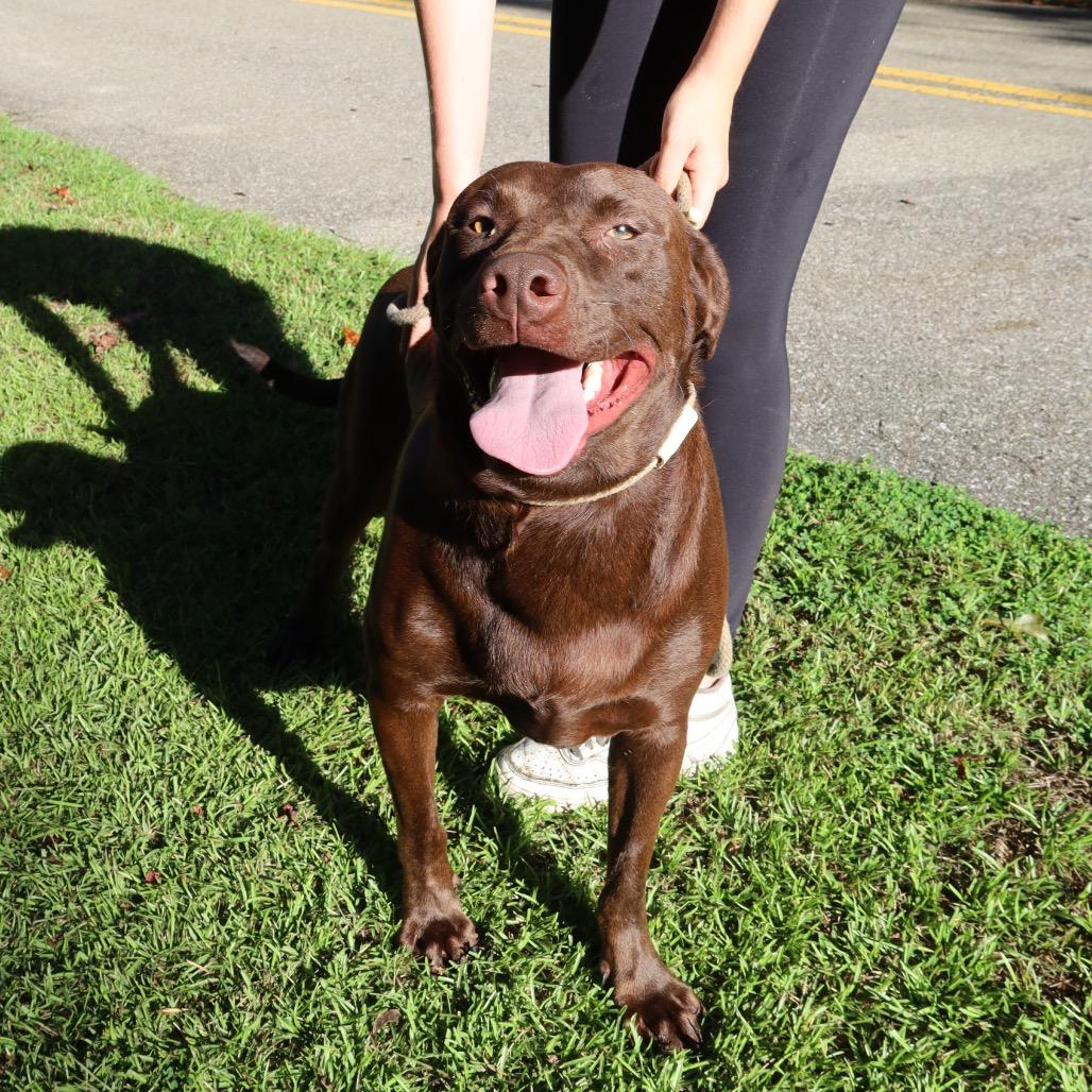 Enlarge REESE, a Adoptable mixed breed in QUINCY, FL image 2/2