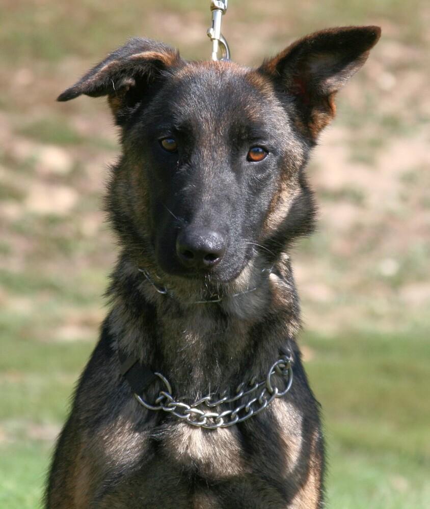 Jasmine, Adoptable, Adult Female Belgian Shepherd / Malinois.