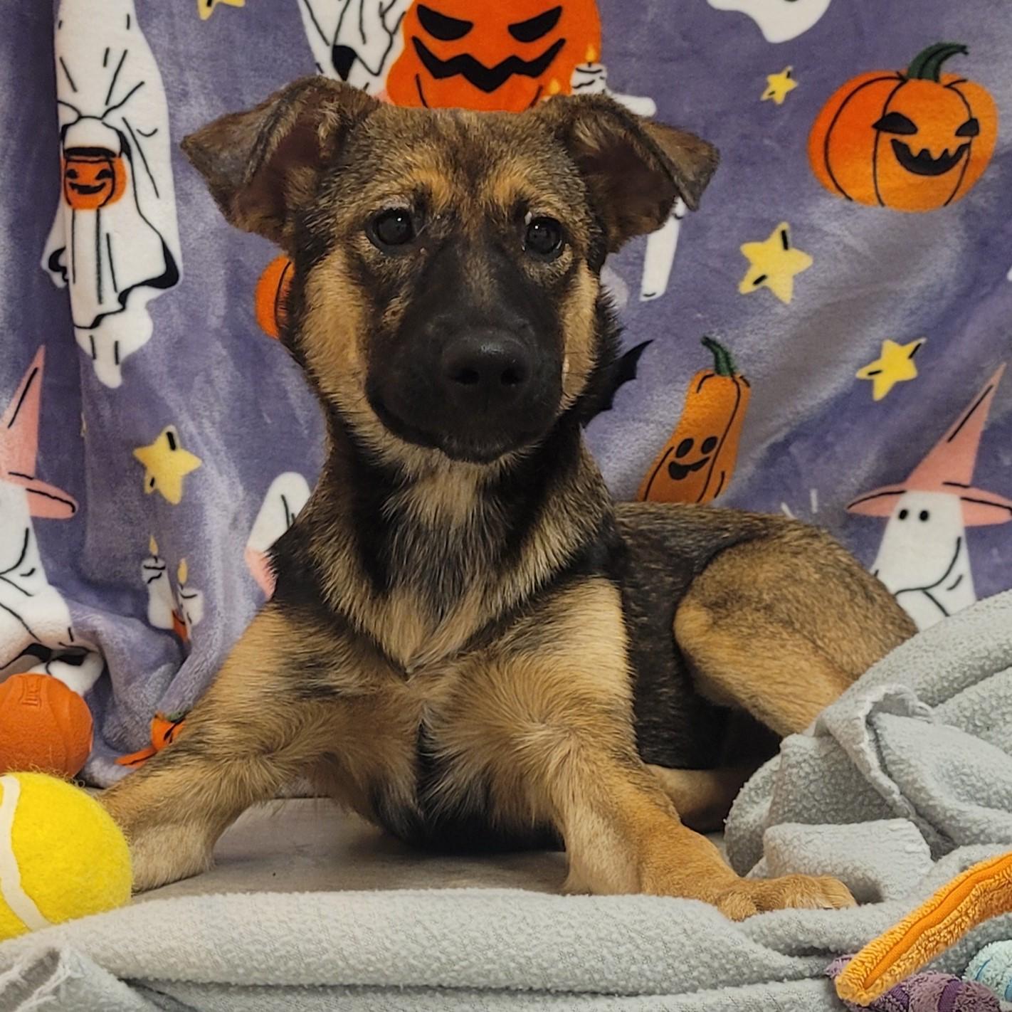 Enlarge Jessie, a ADOPTABLE mixed breed in ALPINE, TX image 4/5