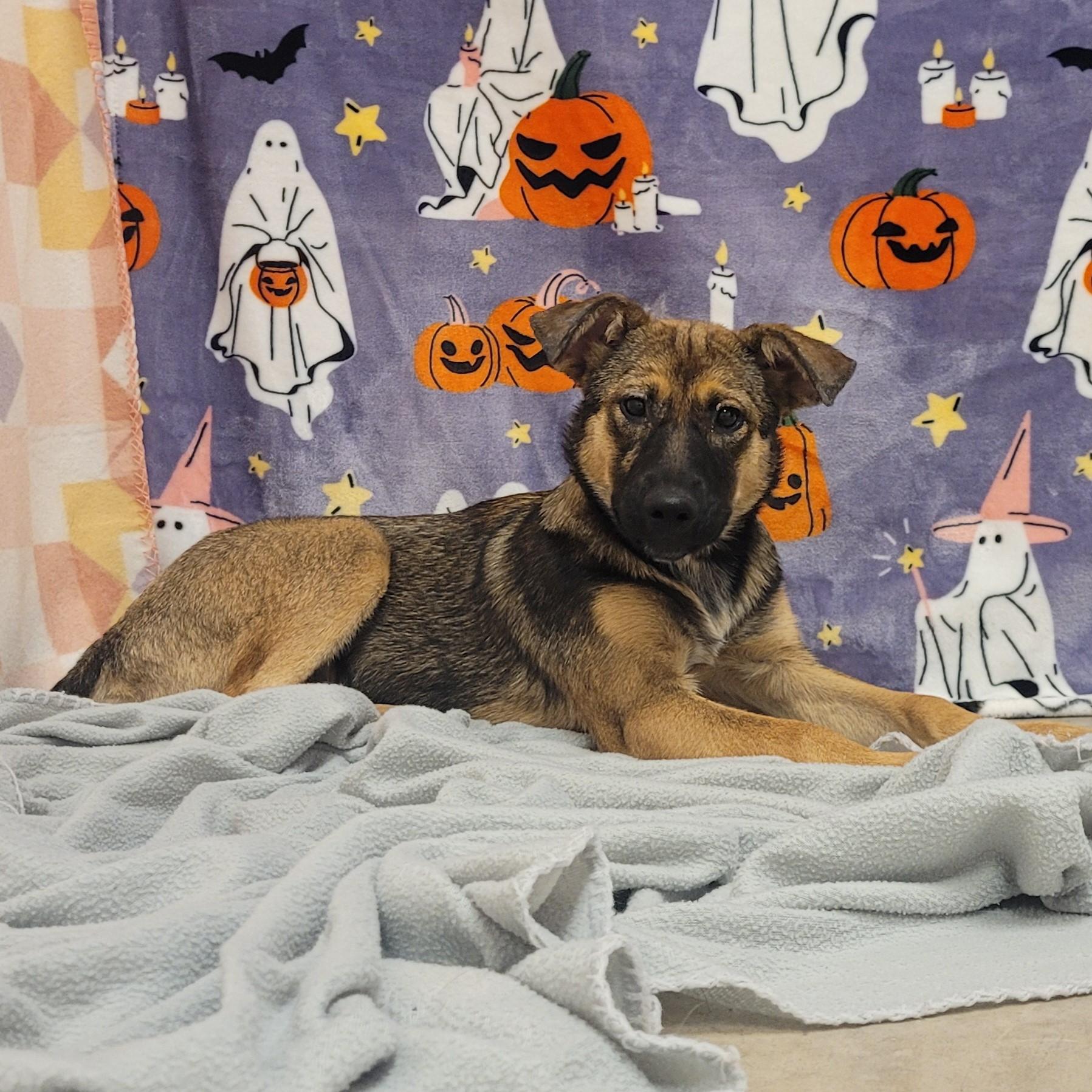Enlarge Jessie, a ADOPTABLE mixed breed in ALPINE, TX image 2/5
