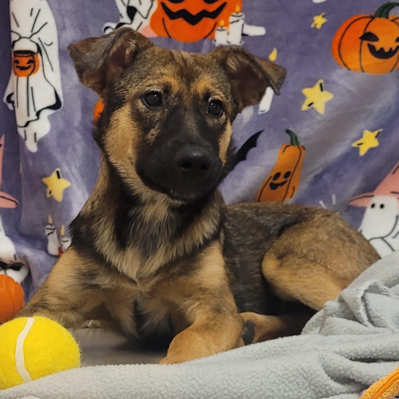 Enlarge Jessie, a ADOPTABLE mixed breed in ALPINE, TX image 3/5