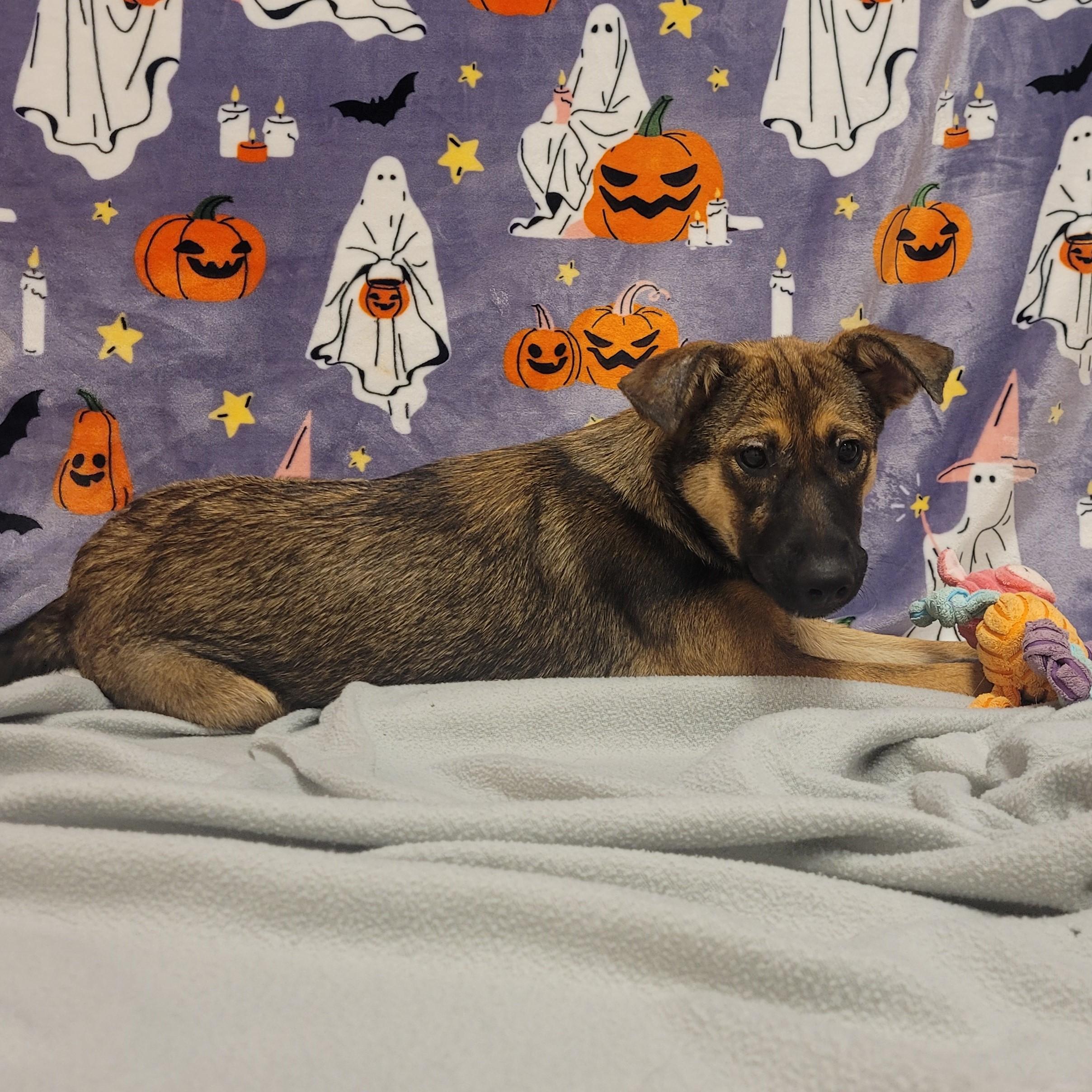 Enlarge Jessie, a ADOPTABLE mixed breed in ALPINE, TX image 5/5