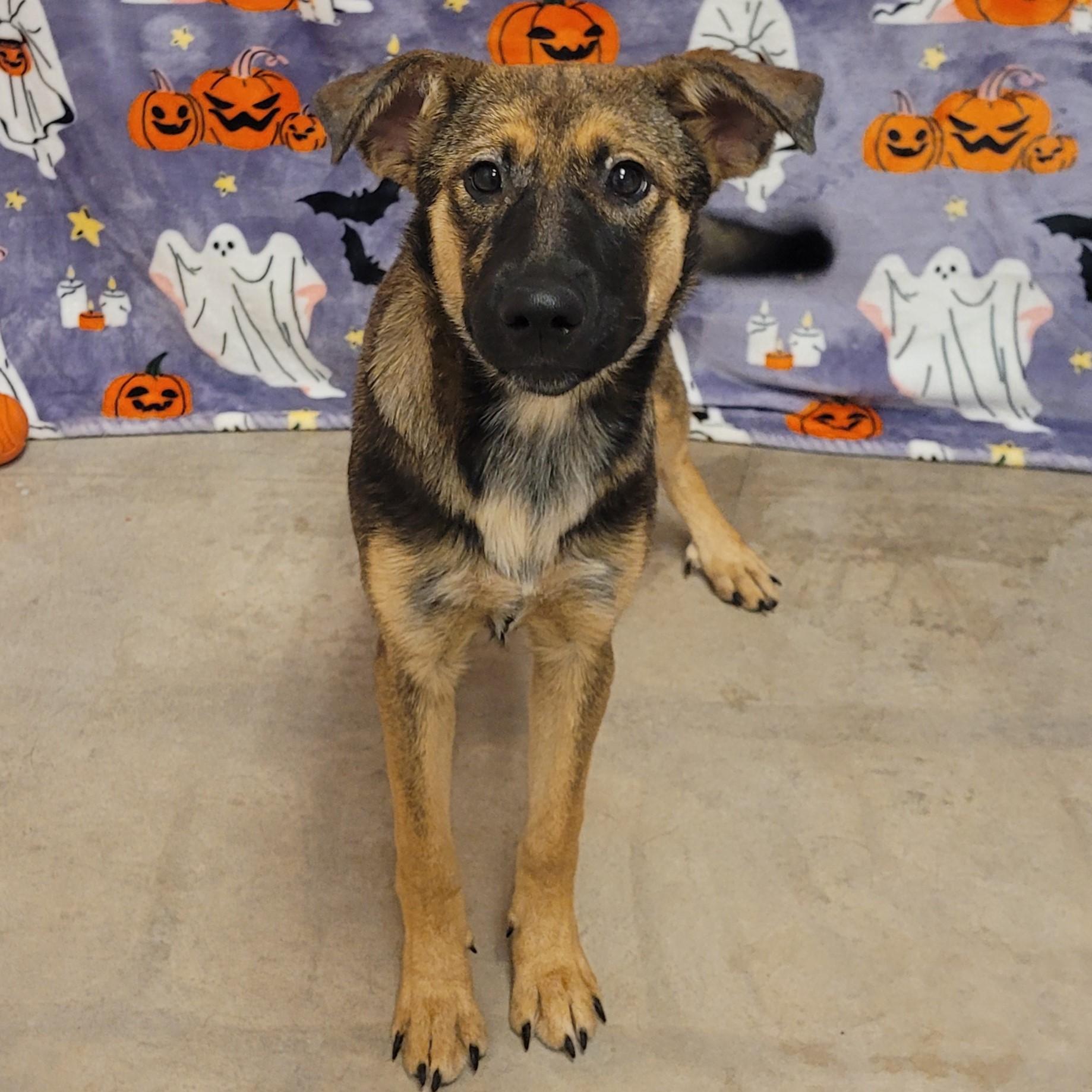 Enlarge Jessie, a ADOPTABLE mixed breed in ALPINE, TX image 1/5