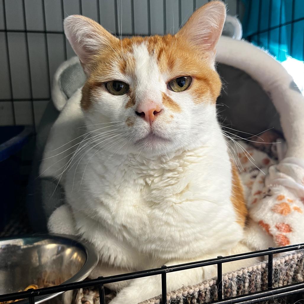 Logan, Adoptable, Senior Male Domestic Short Hair.