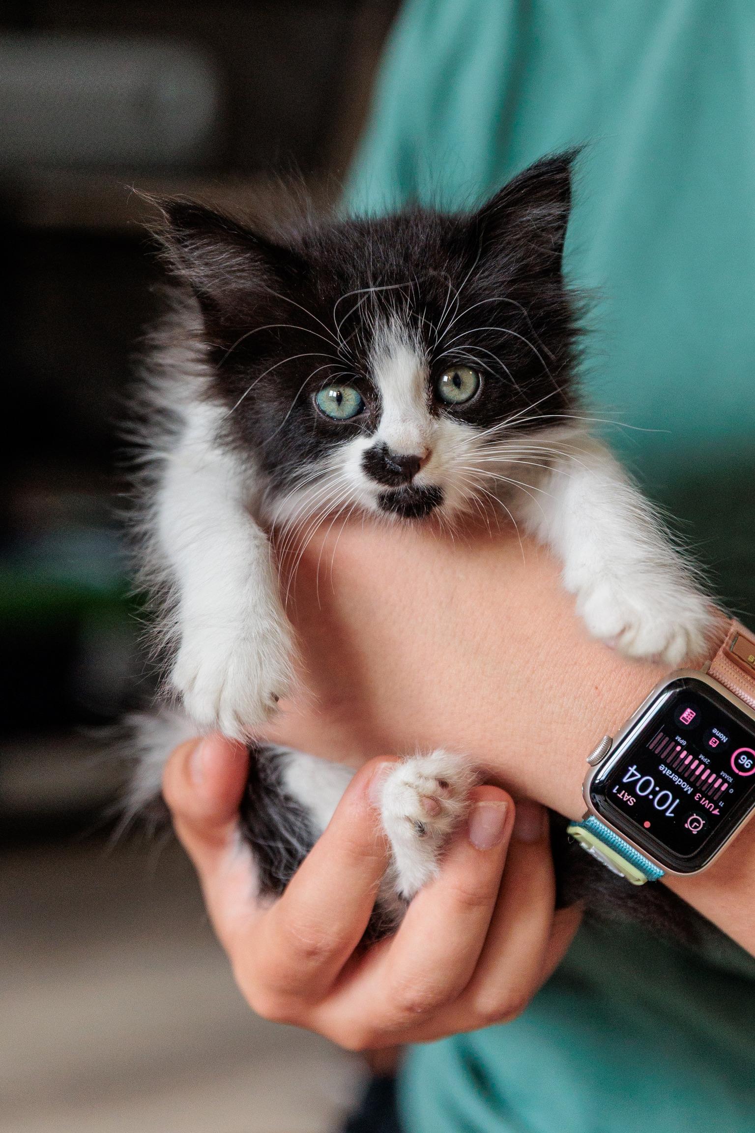 Nena (Meet me 8/15), Adoptable, Kitten Female Domestic Medium Hair.