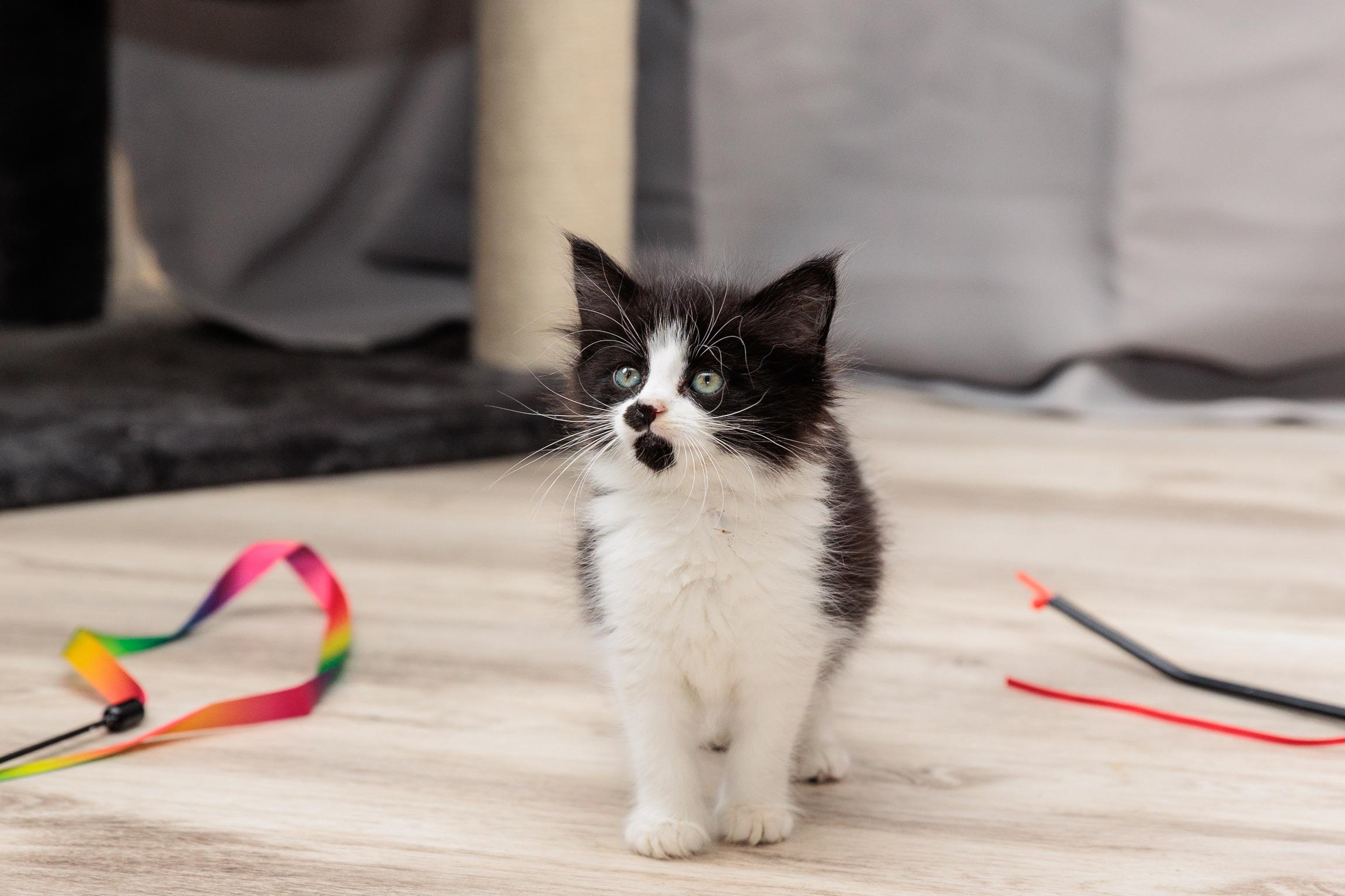 Nena (Meet me 8/15), a Adoptable mixed breed in Gainesville, VA image 4/6