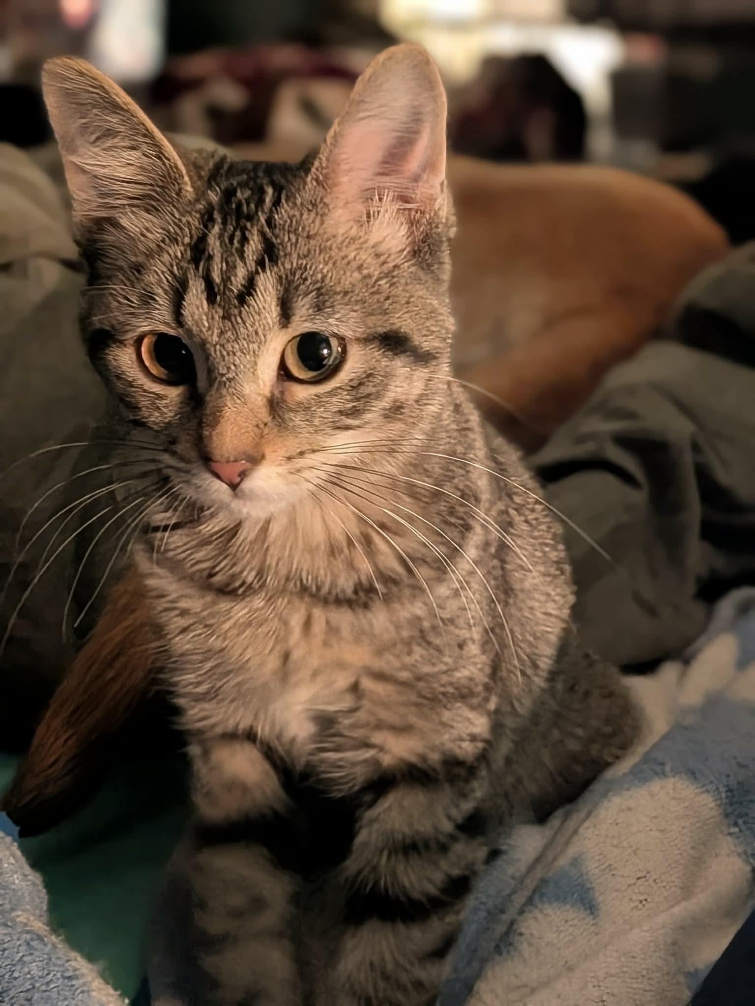 Enlarge Katy, an adopted Domestic Short Hair in Sioux Falls, SD image 2/2