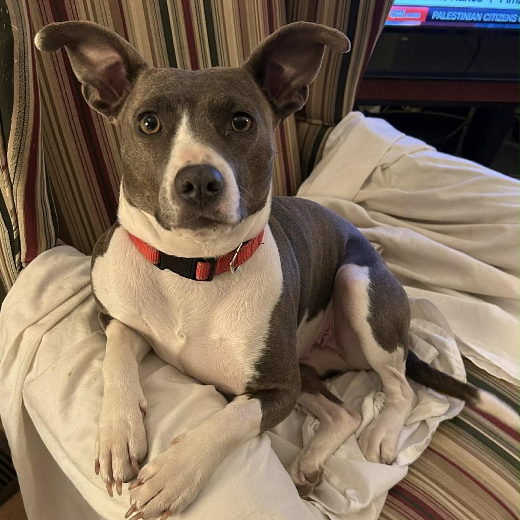 Enlarge Holly, a Adoptable Terrier in Princeton, KY image 1/3