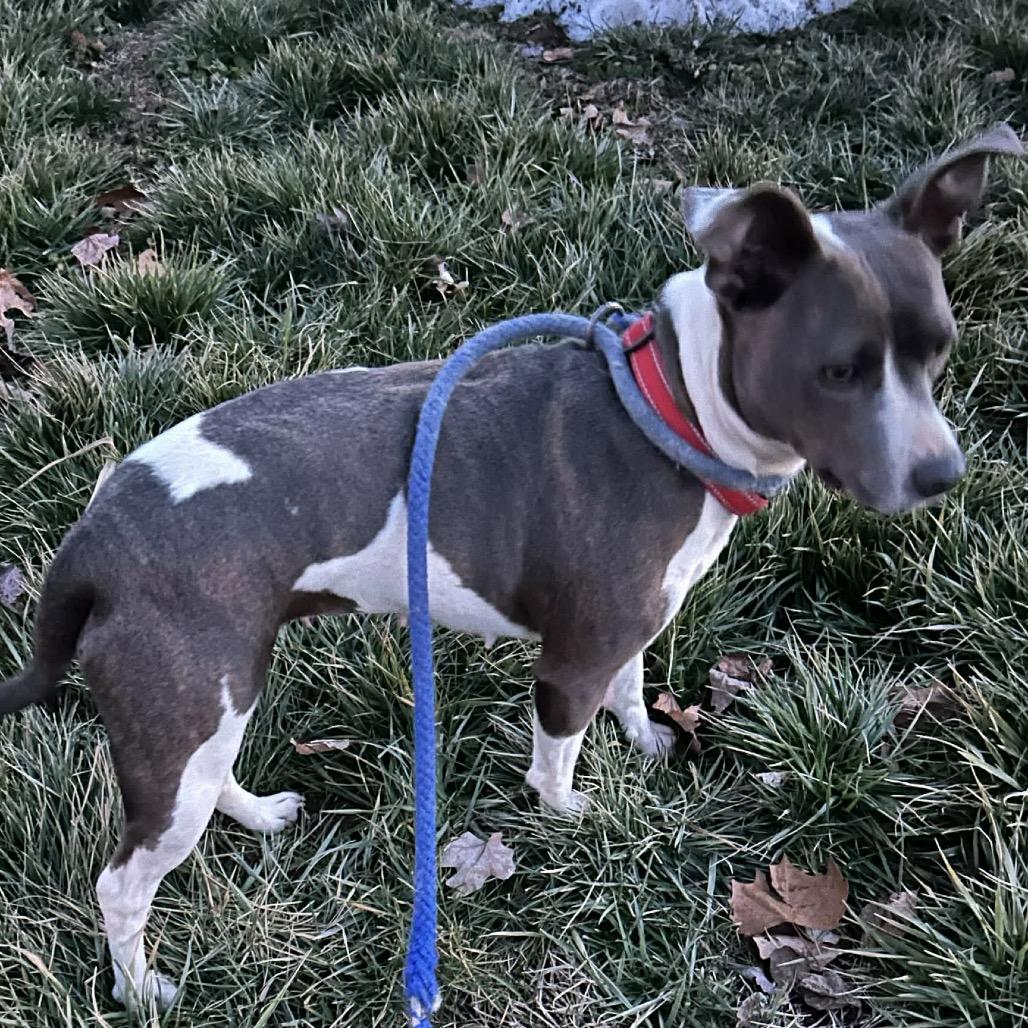 Enlarge Holly, a Adoptable Terrier in Princeton, KY image 2/3