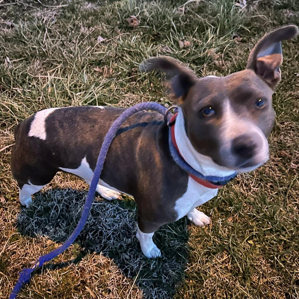 Enlarge Holly, a Adoptable Terrier in Princeton, KY image 3/3