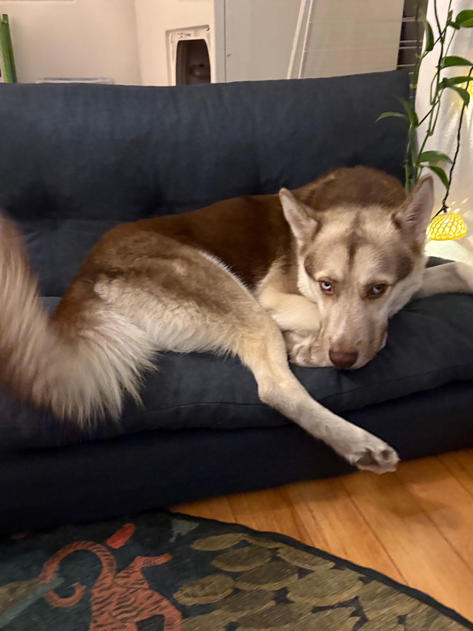 Enlarge Ranger, a Adoptable Husky in Weston, MA image 6/6