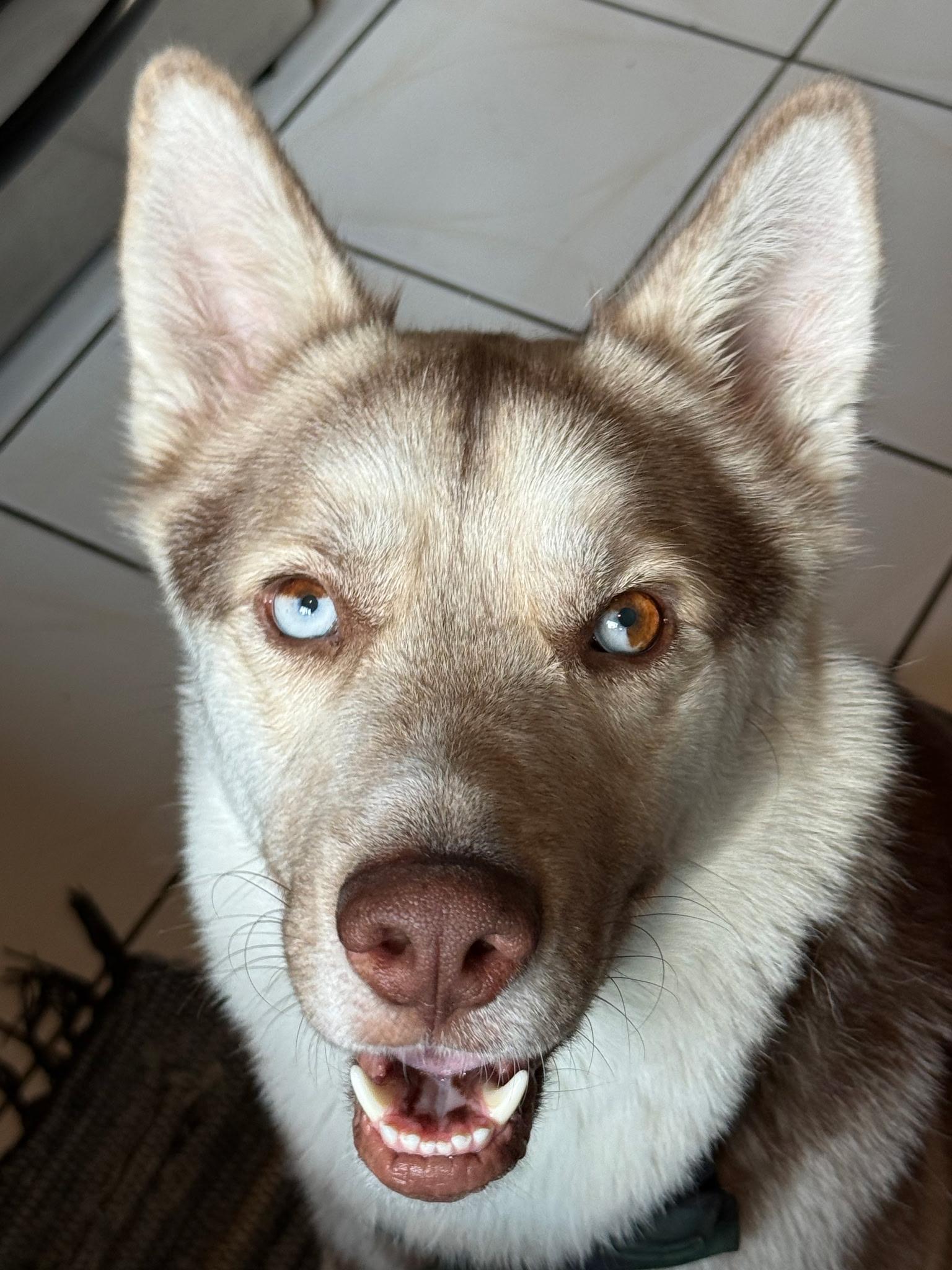 Enlarge Ranger, a Adoptable Husky in Weston, MA image 2/6