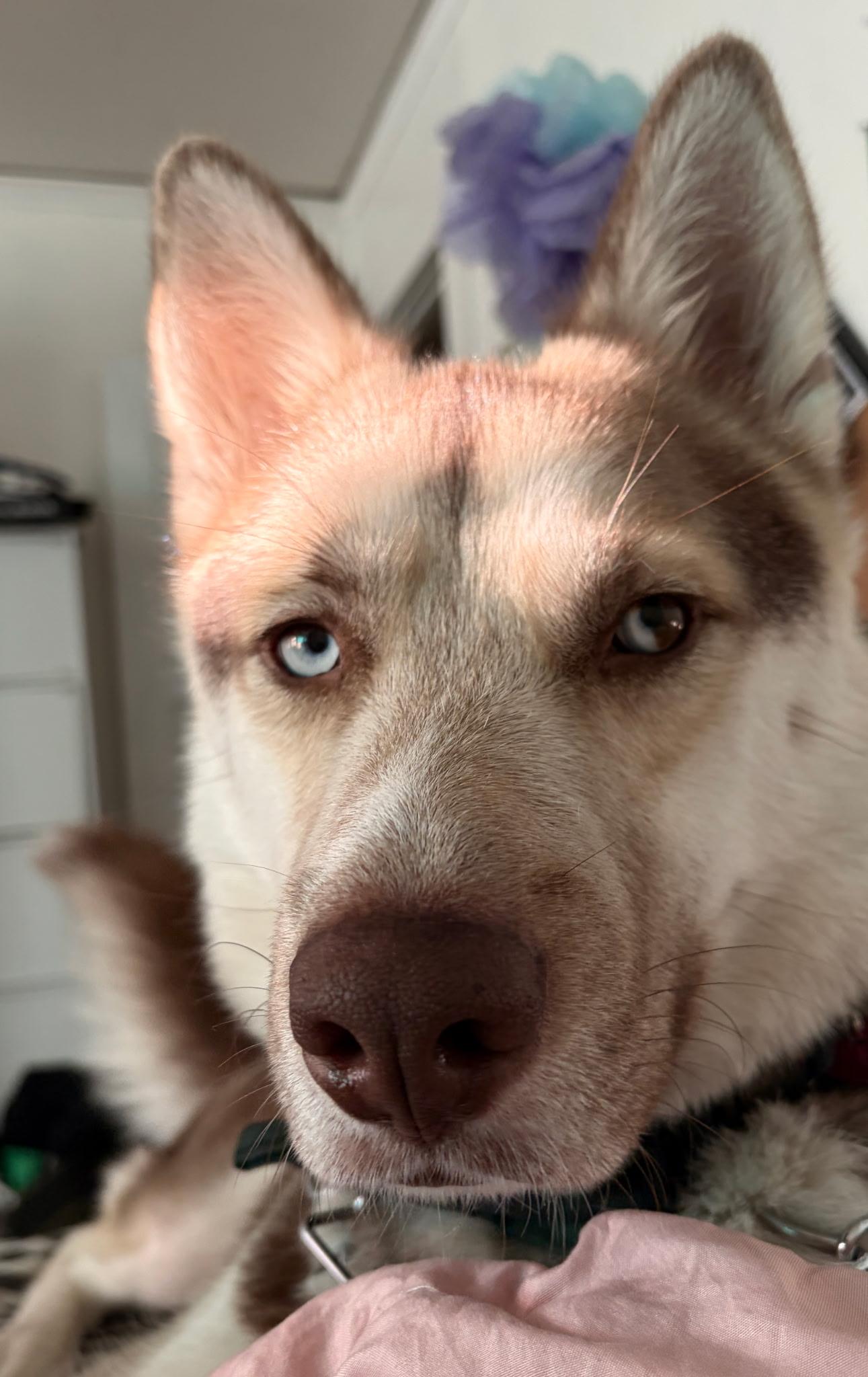 Enlarge Ranger, a Adoptable Husky in Weston, MA image 2/6