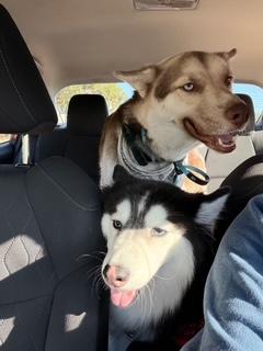 Enlarge Ranger, a Adoptable Husky in Weston, MA image 4/6