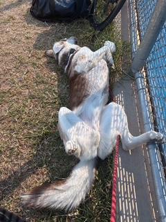 Enlarge Ranger, a Adoptable Husky in Weston, MA image 5/6