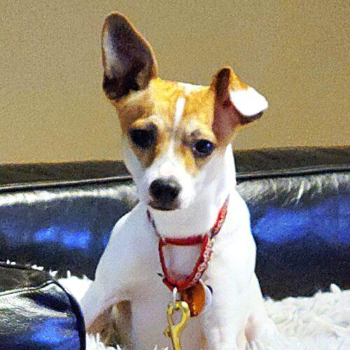 Enlarge Christopher, a Adoptable mixed breed in Lincolnshire, IL image 4/4