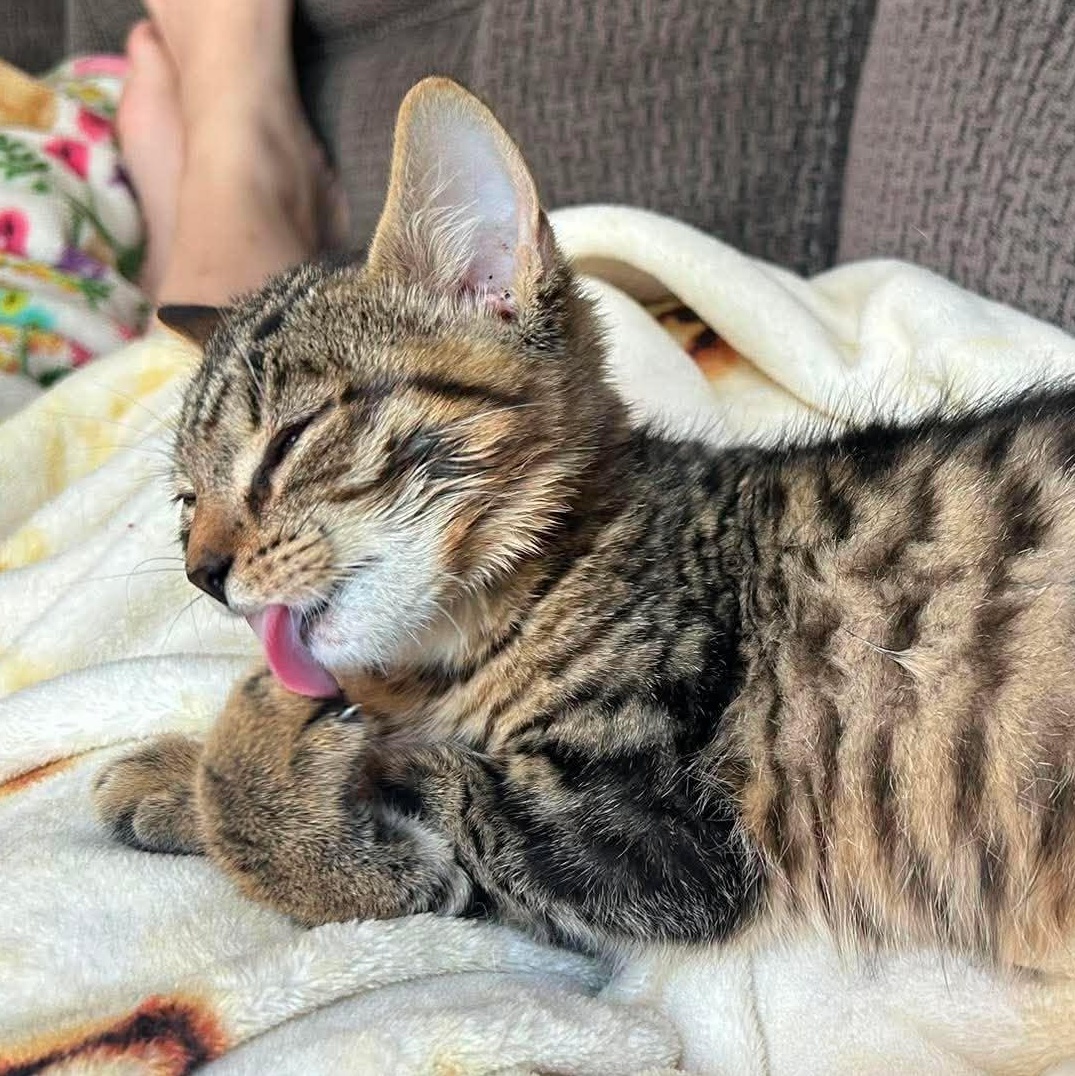 Enlarge BINOO, a Adopted Domestic Short Hair in Tillsonburg, ON image 3/4