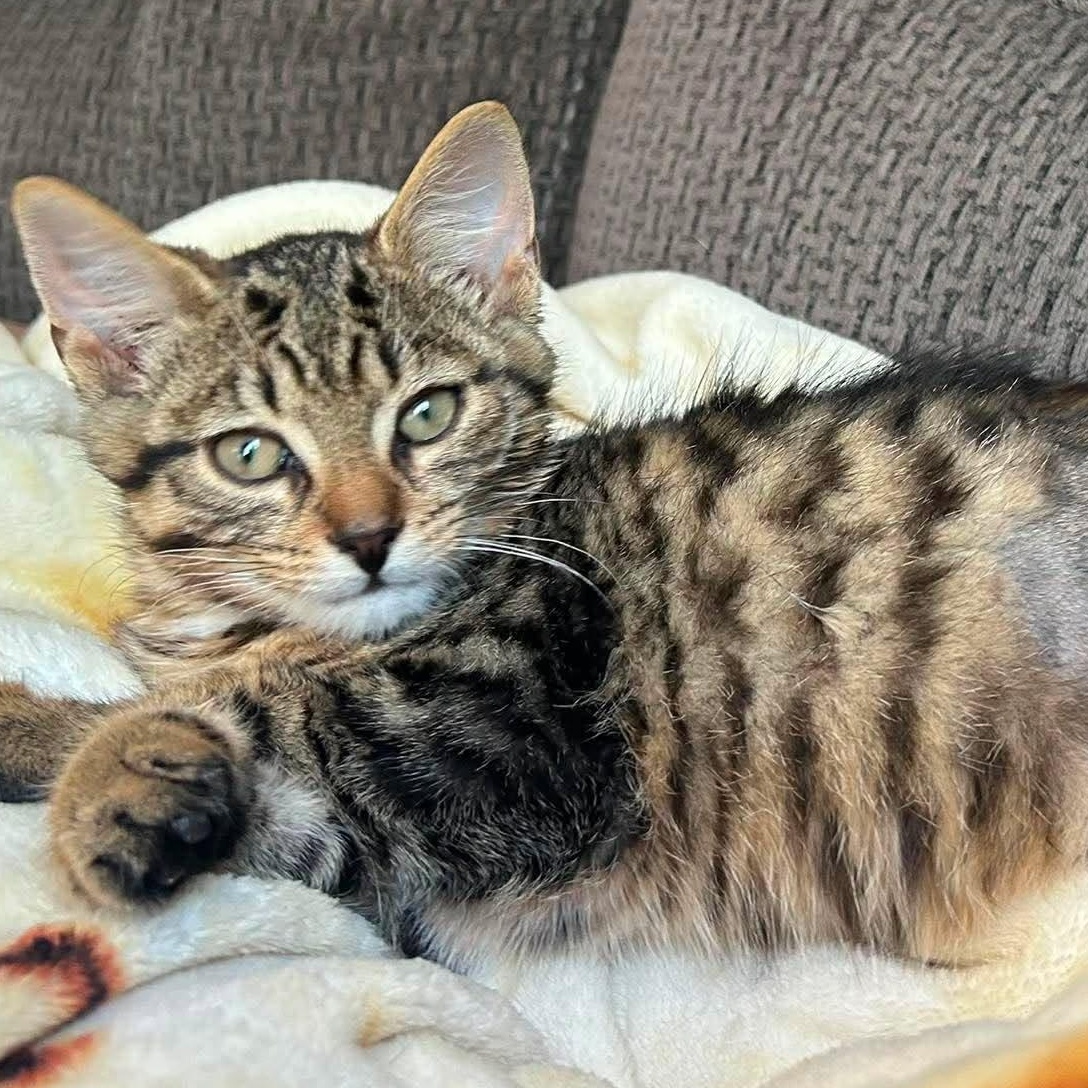 Enlarge BINOO, a Adopted Domestic Short Hair in Tillsonburg, ON image 1/4