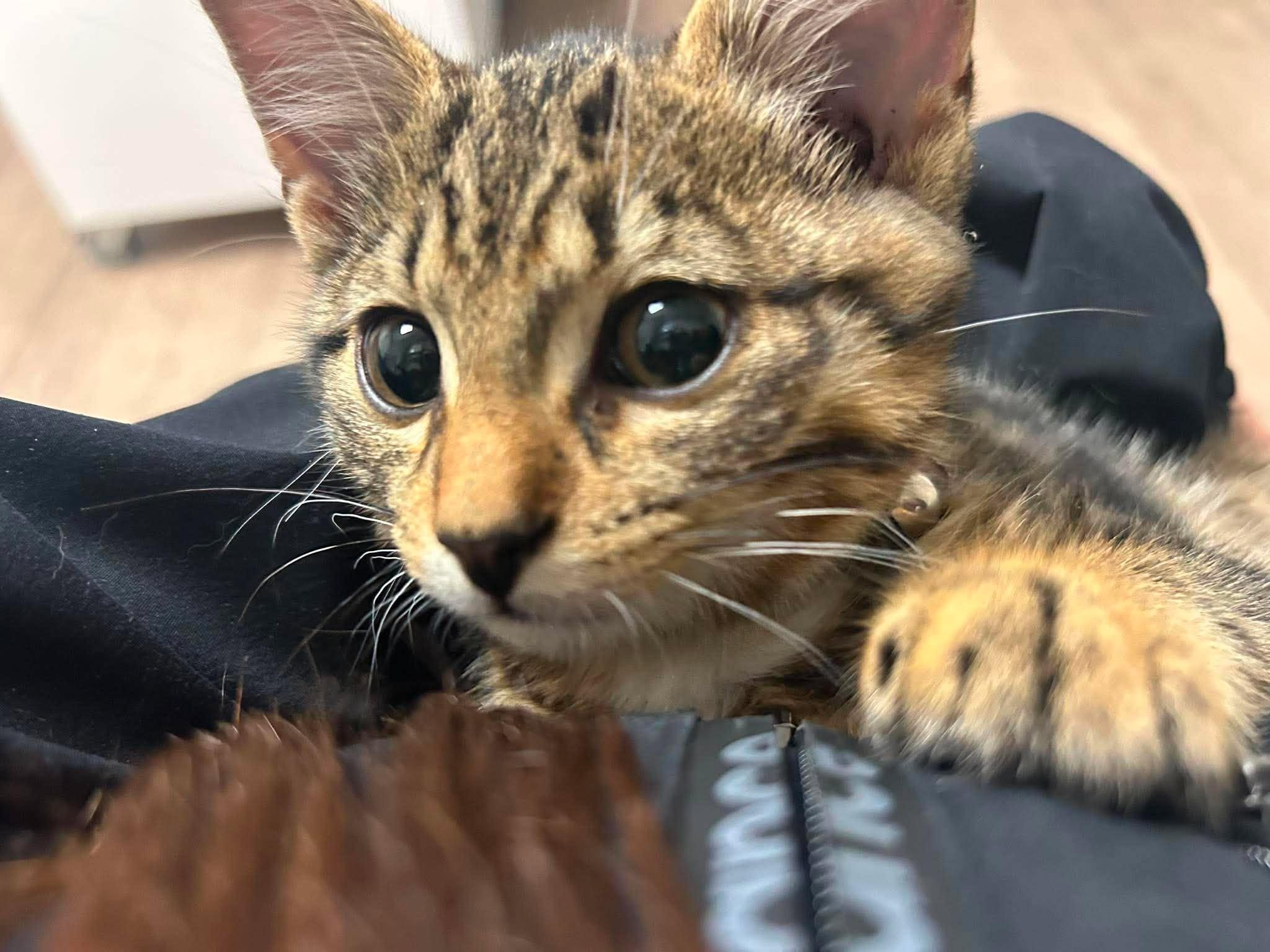 Enlarge BINOO, a Adopted Domestic Short Hair in Tillsonburg, ON image 4/4