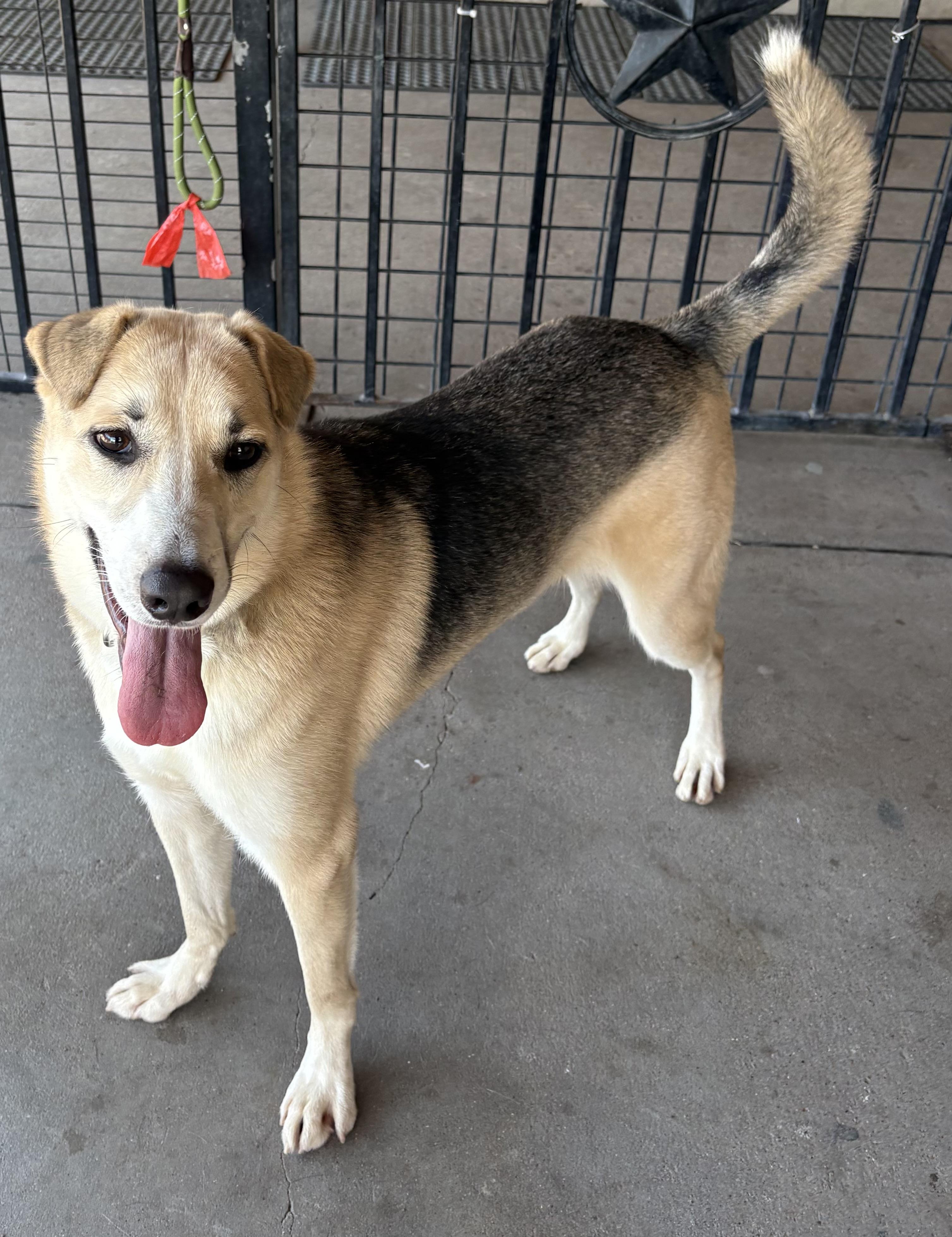 Talia, a ADOPTABLE mixed breed in Plano, TX image 6/6