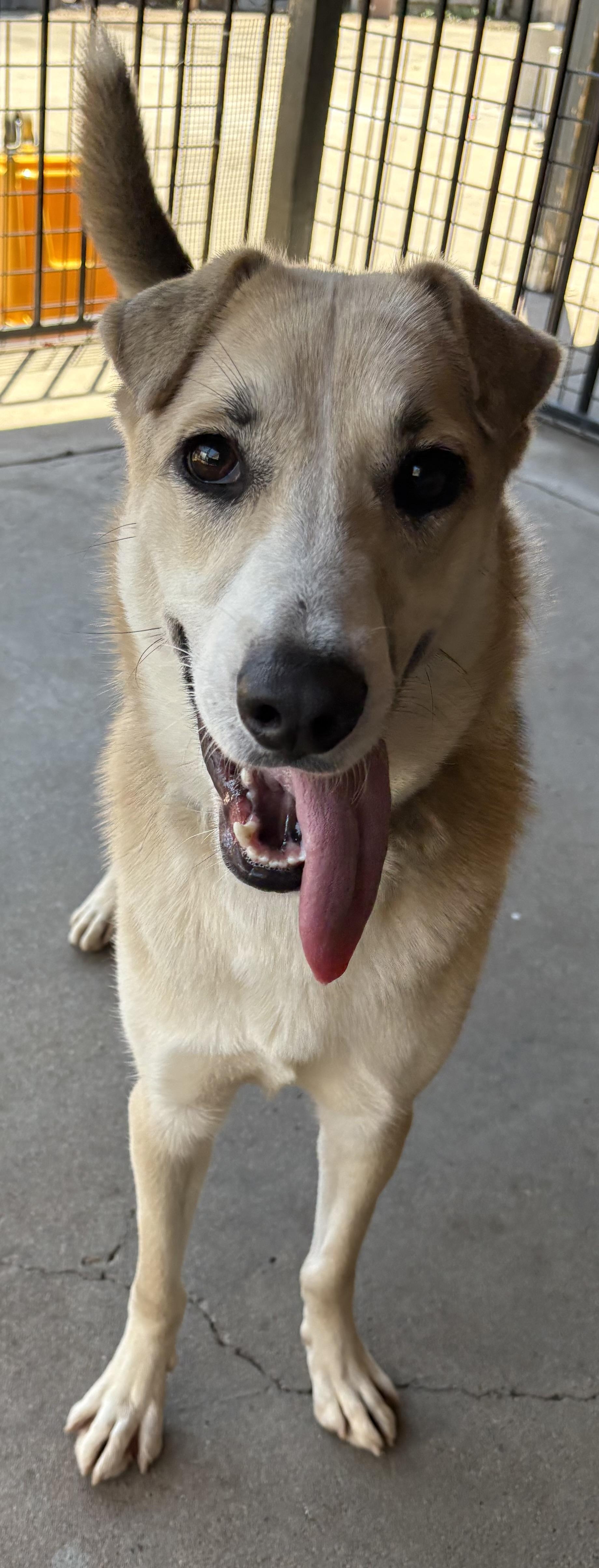 Talia, ADOPTABLE, Adult Female German Shepherd Dog.