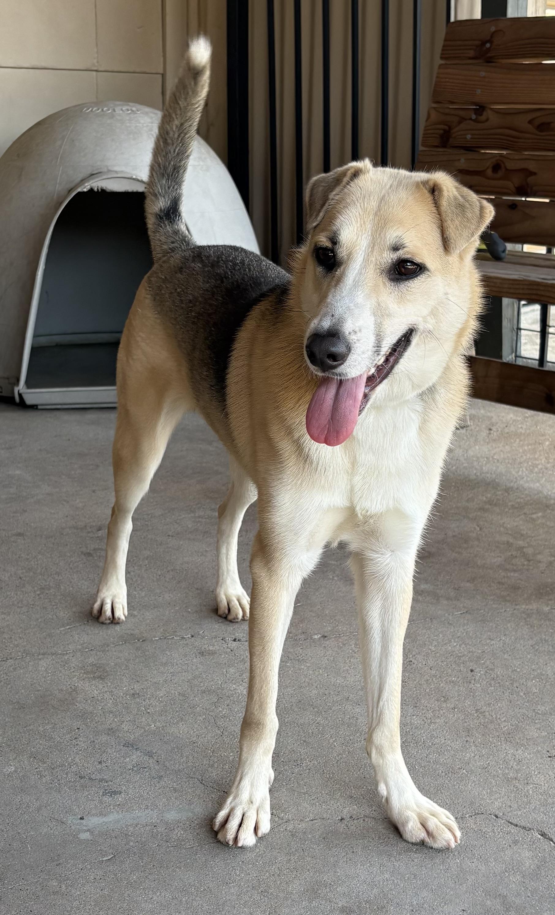 Talia, a ADOPTABLE mixed breed in Plano, TX image 2/6