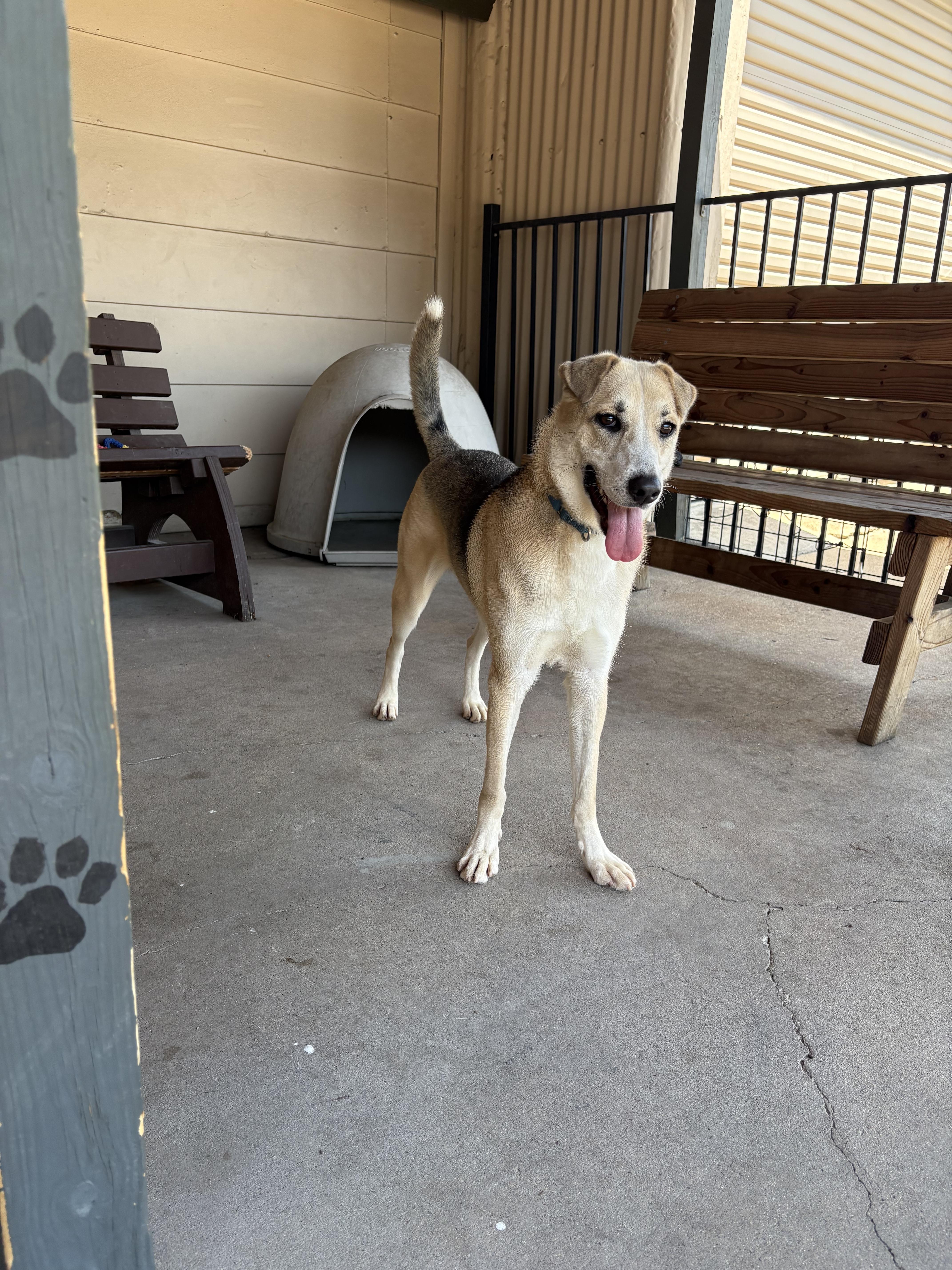 Talia, a ADOPTABLE mixed breed in Plano, TX image 5/6