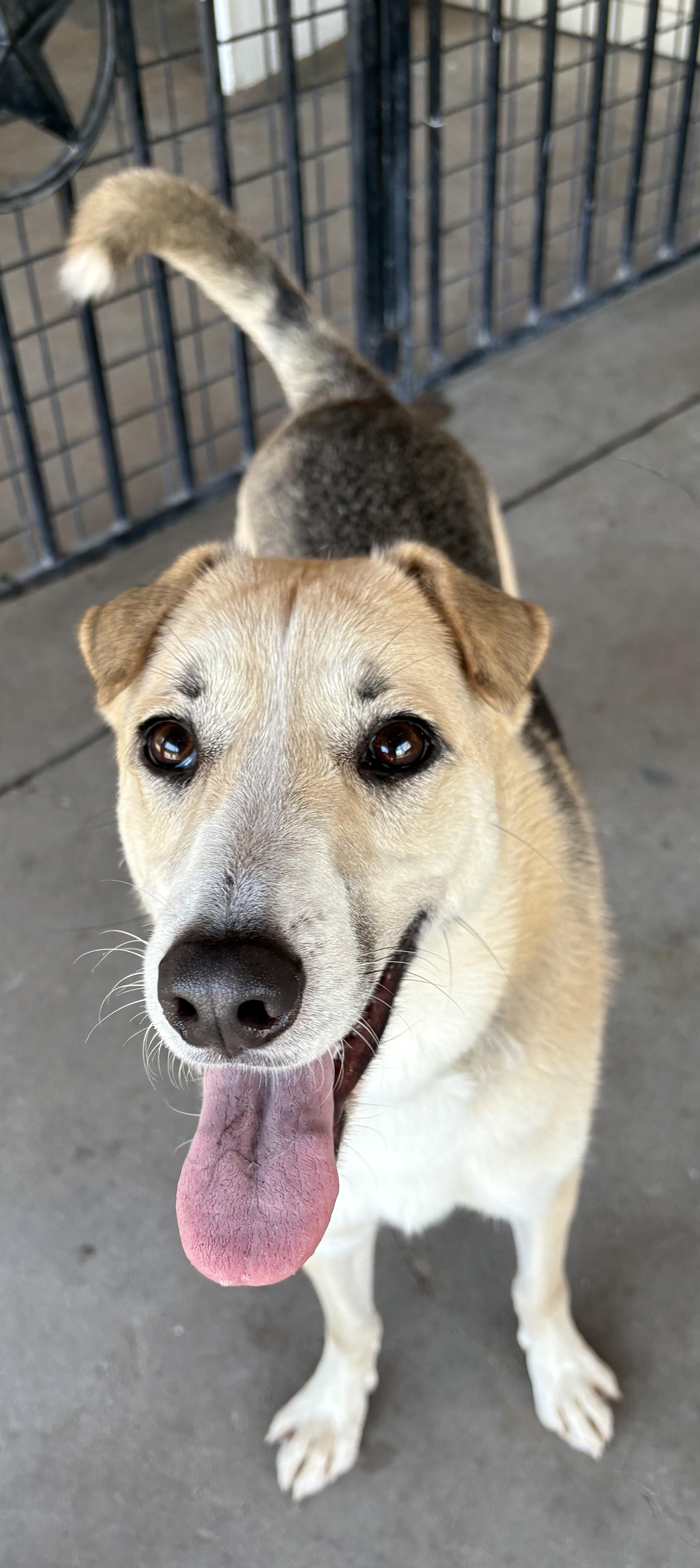 Talia, a ADOPTABLE mixed breed in Plano, TX image 3/6