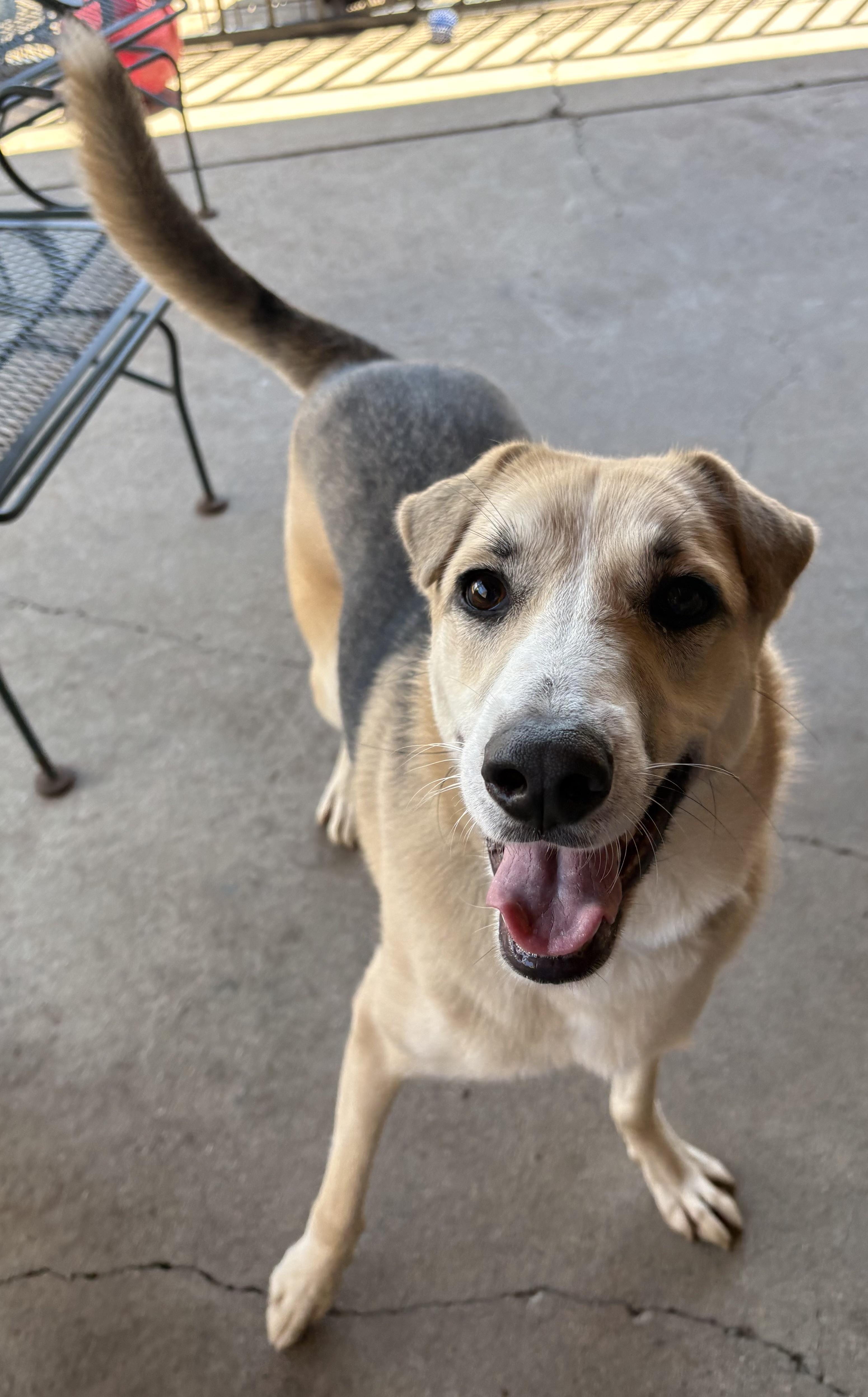 Talia, a ADOPTABLE mixed breed in Plano, TX image 4/6