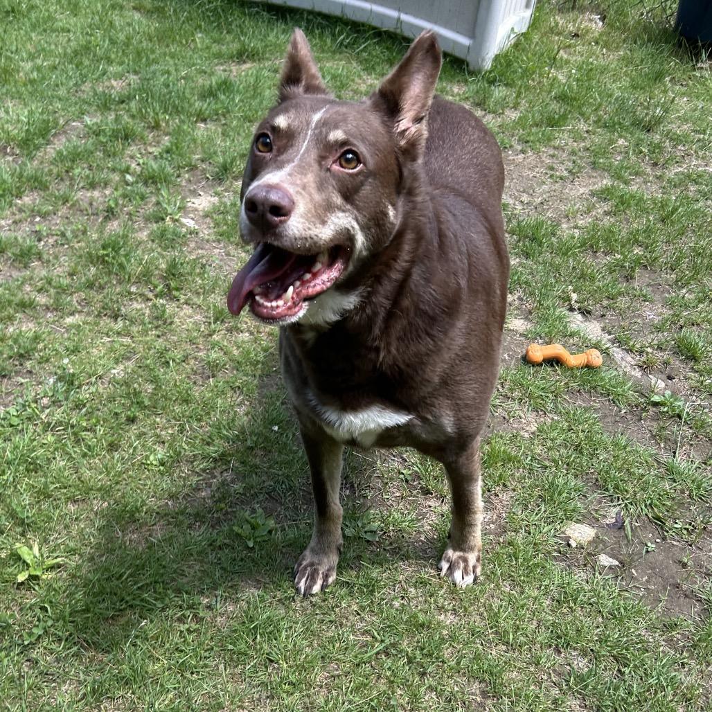 Deacon, a Adoptable mixed breed in Conway, NH image 1/6