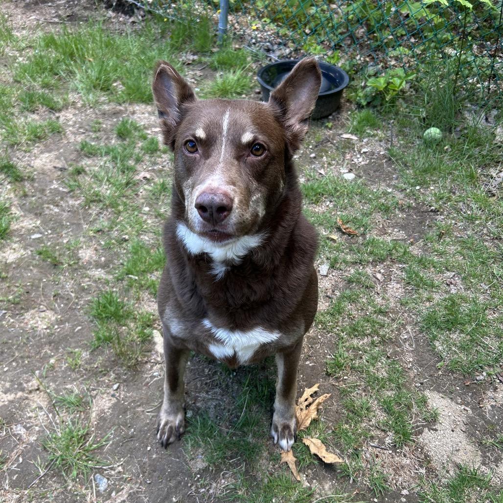 Deacon, a Adoptable mixed breed in Conway, NH image 2/6