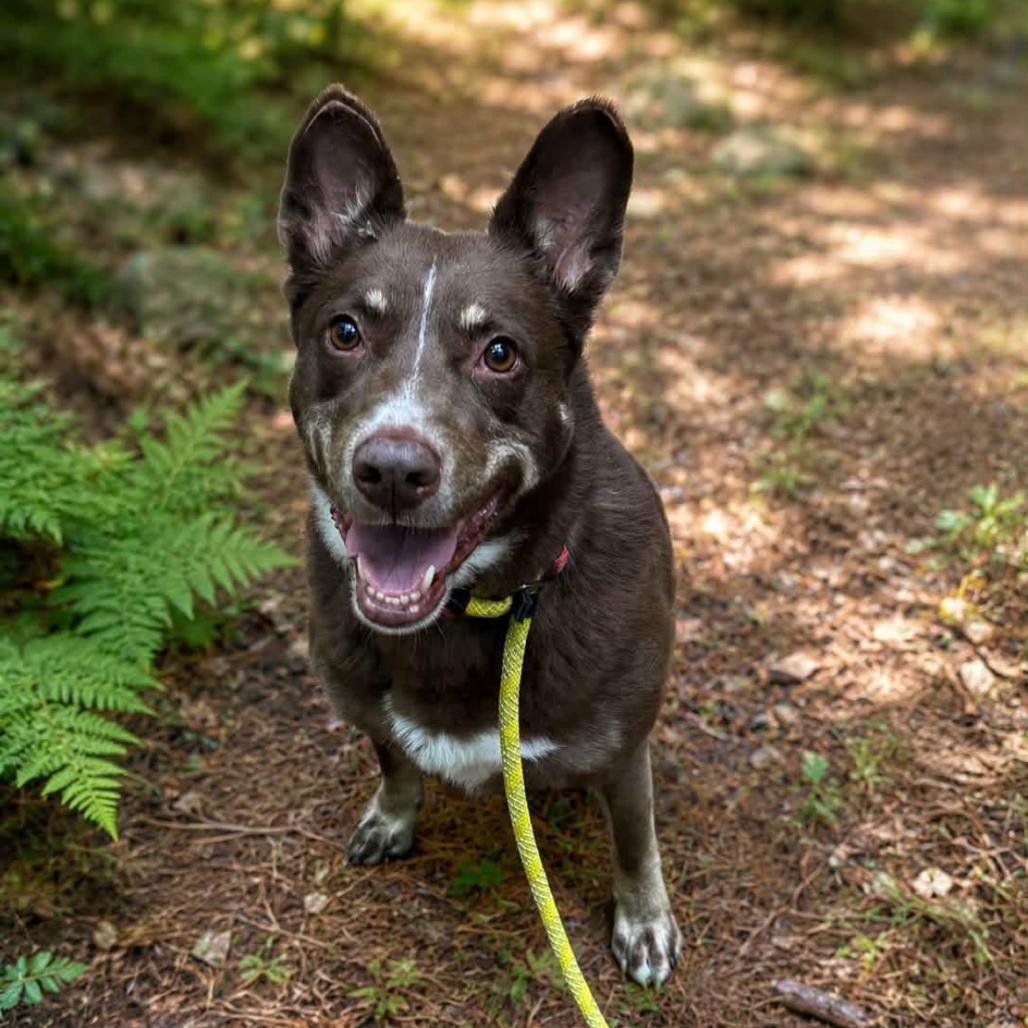 Deacon, a Adoptable mixed breed in Conway, NH image 3/6