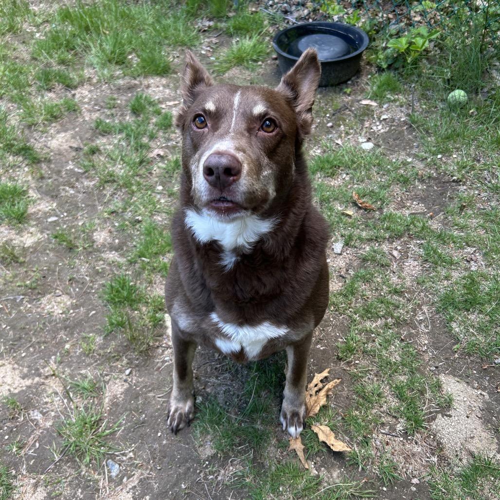 Deacon, a Adoptable mixed breed in Conway, NH image 4/6